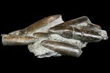 Fossil Belemnite (Paxillosus) Cluster - Mistelgau, Germany #139011-1